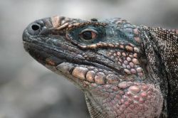 Marine Iguana, Exumas Land & Sea Park
September, 2006 by Kent Bonde 